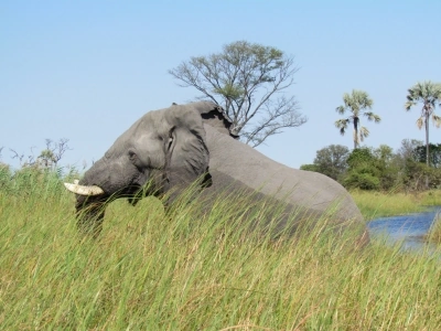 Moremi Elephants